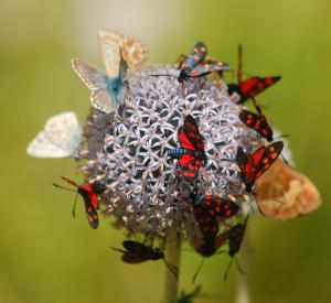 Pure-Mariposa-Ramon-Monegal-Butterflies-WikiMedia